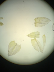 Scleropodium cespitans