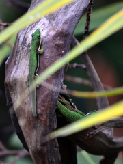 Phelsuma lineata