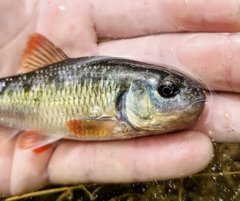 Common Shiner photo 2