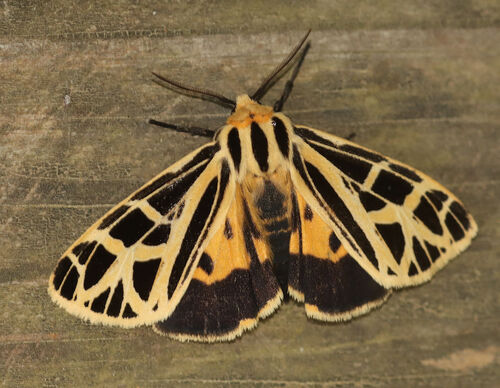 Anna Tiger Moth photo 3