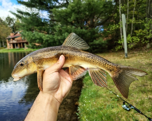 White Sucker, photo 7 of 9