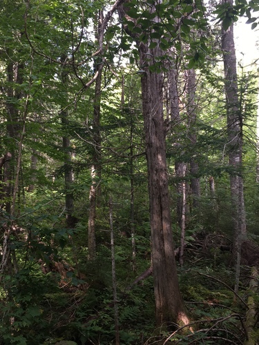 Bluff Ridge Trail