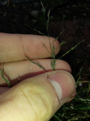 Poaceae