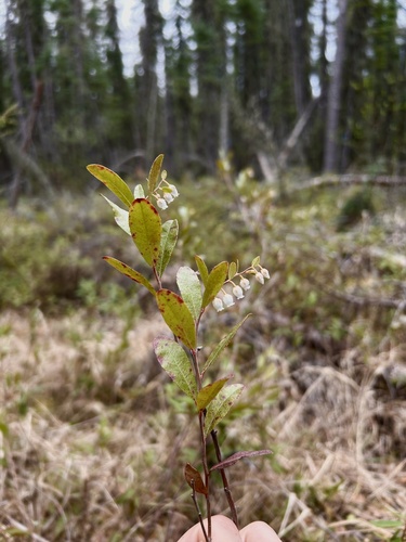 leatherleaf