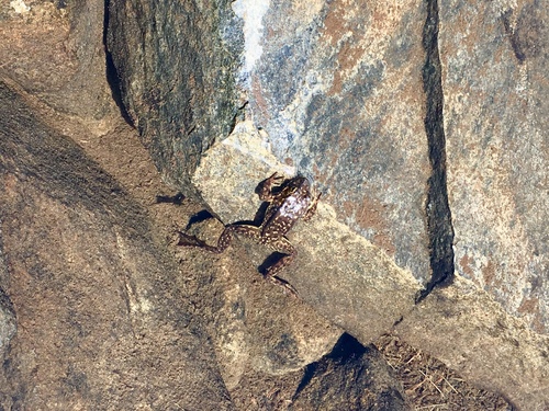 iNaturalist observation photo of Sierra Nevada Yellow-legged Frog