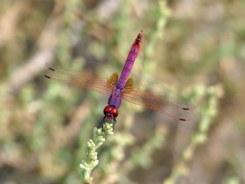 Violet Dropwing