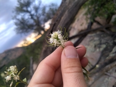 Thelypodium wrightii