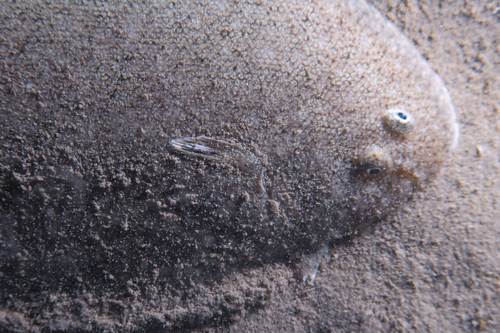 Blackhand sole (Pegusa nasuta) — Soleidae — 4