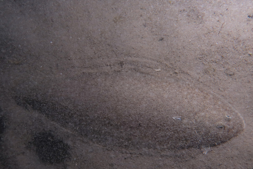 Blackhand sole