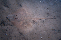 Starry Ray photo 4