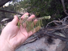 Thelypodium wrightii