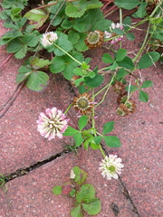 Trifolium repens