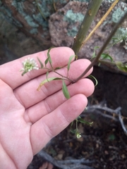Thelypodium wrightii