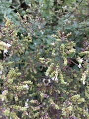Bombus impatiens