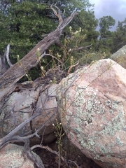 Thelypodium wrightii