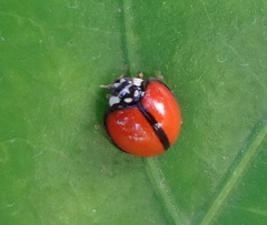 Cheilomenes propinqua
