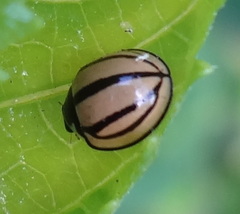 Cheilomenes propinqua