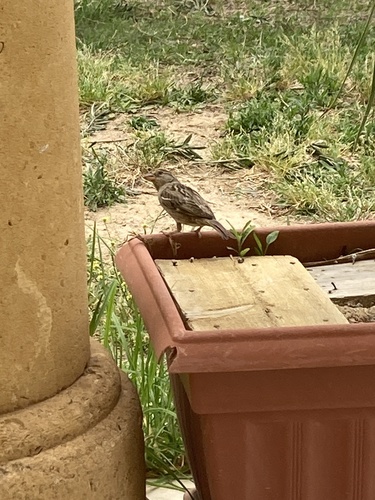 House Sparrow