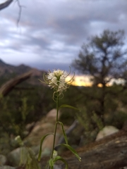 Thelypodium wrightii