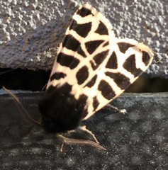 Apantesis nevadensis