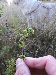Aceria galiobia