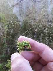 Aceria galiobia