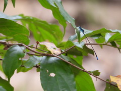 Caconeura ramburi