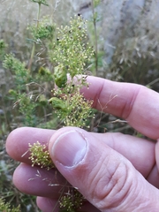 Aceria galiobia