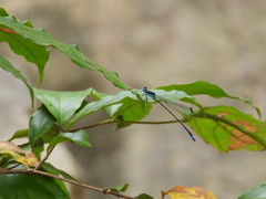 Caconeura ramburi