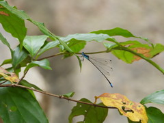 Caconeura ramburi