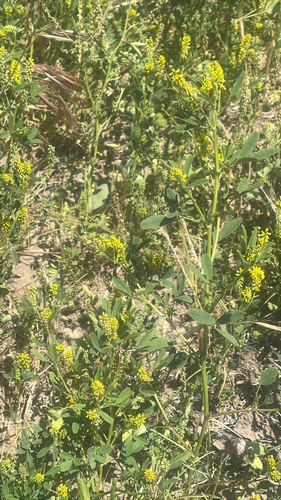 iNaturalist observation photo of small melilot