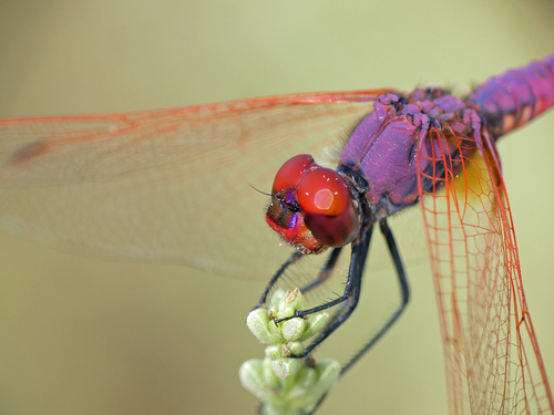 Violet Dropwing