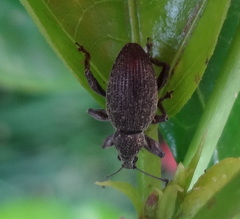 Curculionidae