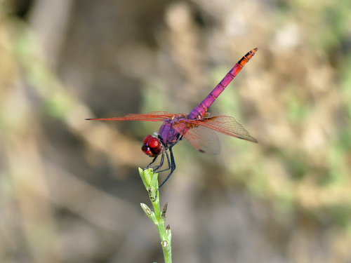 Violet Dropwing