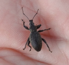 Curculionidae