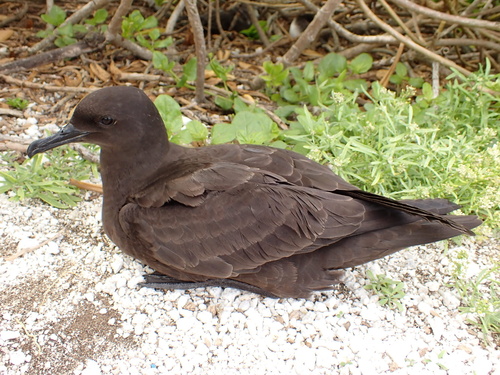 Puffinus nativitatis observed 2025-05-14