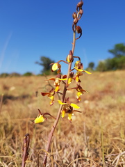 Eulophia tuberculata