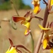 Eulophia tuberculata - Photo (c) Richard Gill, μερικά δικαιώματα διατηρούνται (CC BY-NC), uploaded by Richard Gill