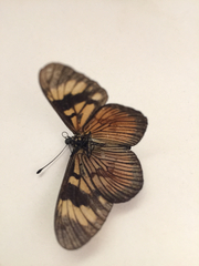 Actinote thalia pyrrha