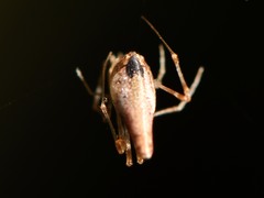 Rhomphaea urquharti