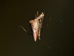 Rhomphaea urquharti