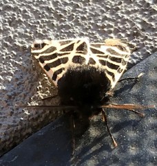 Apantesis nevadensis