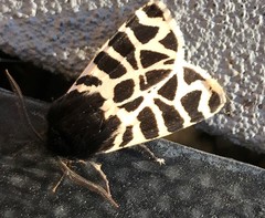 Apantesis nevadensis