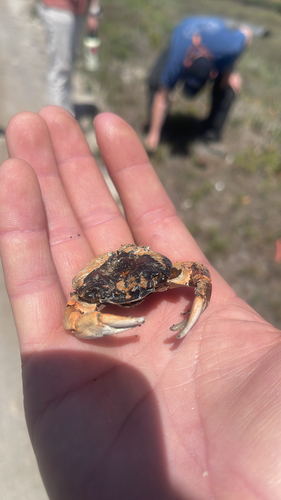 iNaturalist observation photo of Striped Shore Crab