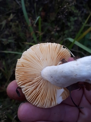 Russula lutea
