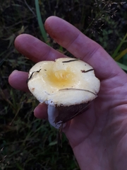 Russula lutea