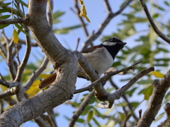 Calicalicus madagascariensis