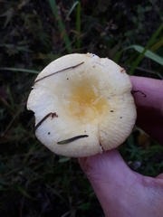 Russula lutea