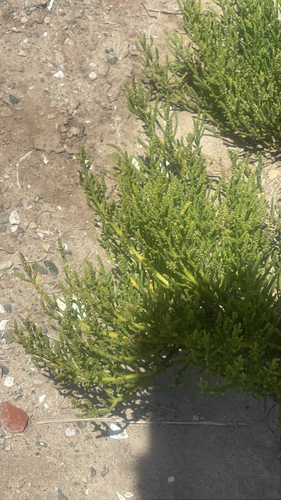 iNaturalist observation photo of Parish's glasswort