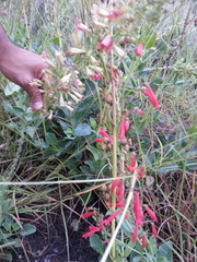 Penstemon havardii